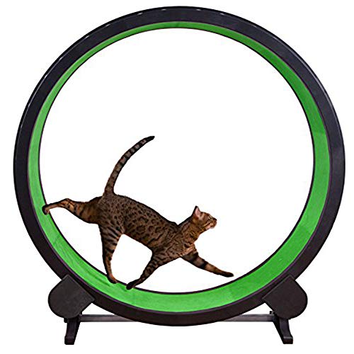 QNMM Rueda De Ejercicio para Gatos Marco De Escalada para Gatos Juguete para Gatos Arena para Gatos Muebles para Gatos Rodillo para Correr Cinta para Gatos Diámetro De La Rueda para Correr 1.2 Metros
