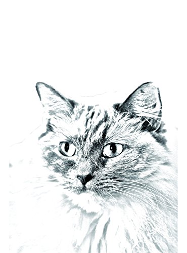 Ragdoll, piedra ovalada de baldosas de cerámica con una imagen de un gato