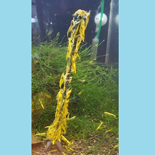 Schmitt Aquaristik Shrimp-Lollies Super-Mix - Líquido para acuario (10 x 1 lágrimas = 10 unidades)