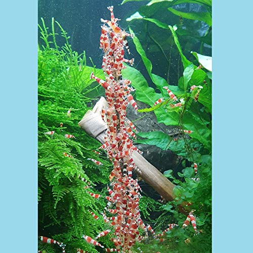 Schmitt Aquaristik Shrimp-Lollies Super-Mix - Líquido para acuario (10 x 1 lágrimas = 10 unidades)