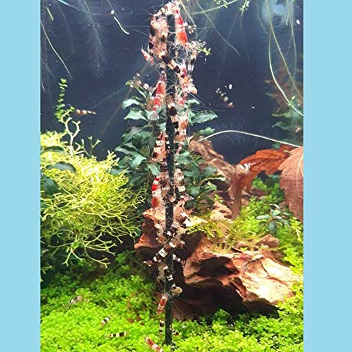 Schmitt Aquaristik Shrimp-Lollies Super-Mix - Líquido para acuario (10 x 1 lágrimas = 10 unidades)