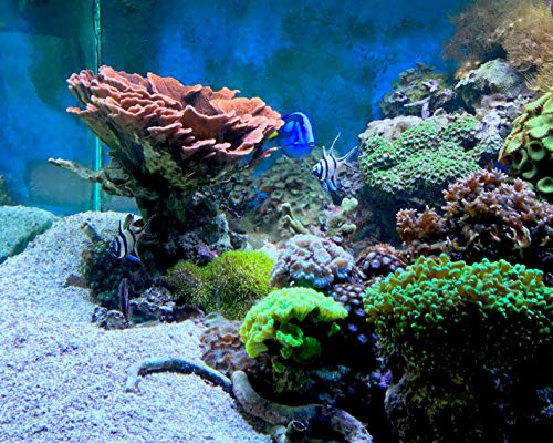 Seachem Arrecife Kalkwasser, 1 kg