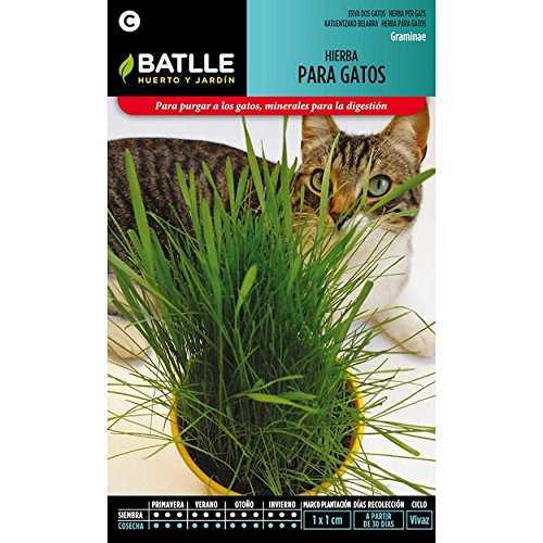 Semillas de Hierba para Gatos