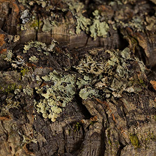 silverdiamond Reptil escalada corteza de corcho de madera natural hábitat lagarto araña Pet Hiding Place
