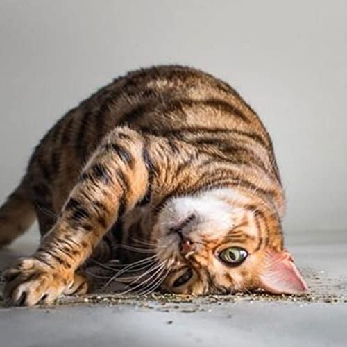 Sraeriot Catnips Extra Fuerte Simply Pet Pet Seco Bagged Cat Mint Mint Hierba para Juguetes De Cat, Catnip