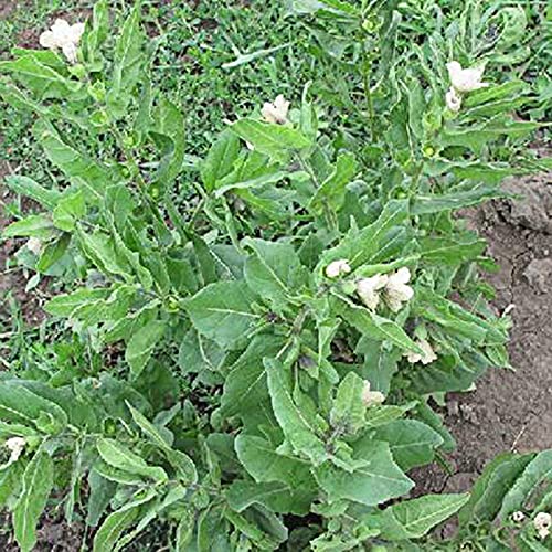 strimusimak Hyoscyamus Niger Seeds 200 uds. de floración de invierno de alto rendimiento Hyoscyamus Niger, fácil de plantar para el hogar, jardín al aire libre Hyoscyamus niger semillas