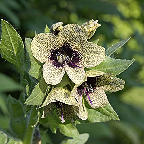 strimusimak Hyoscyamus Niger Seeds 200 uds. de floración de invierno de alto rendimiento Hyoscyamus Niger, fácil de plantar para el hogar, jardín al aire libre Hyoscyamus niger semillas