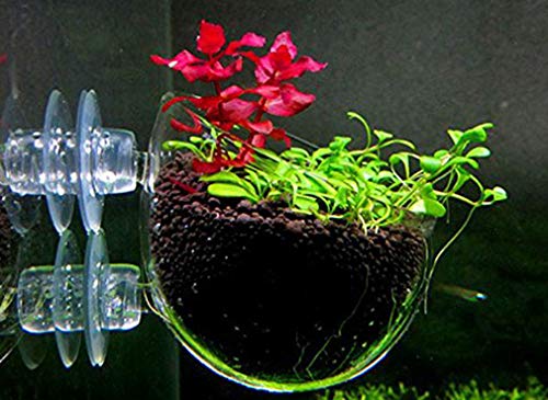 U-K Semillas de Acuario Macetas de Hierba de Agua Decoración del Tanque Ornamento del Paisaje Fácil Acuático Planta Viva Pescado Práctico y Popular Useful and Practical