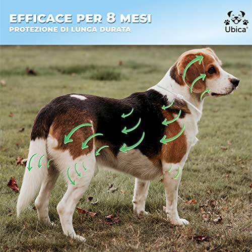 Ubica® Collar Antipulgas Perros Collar Antiparasitario Perros Grande (+8kg) – Fórmula de Aceites Esenciales de Citronela 100% Resistente AL Agua – 3 Pinzas para Garrapatas y un E-Book gratis