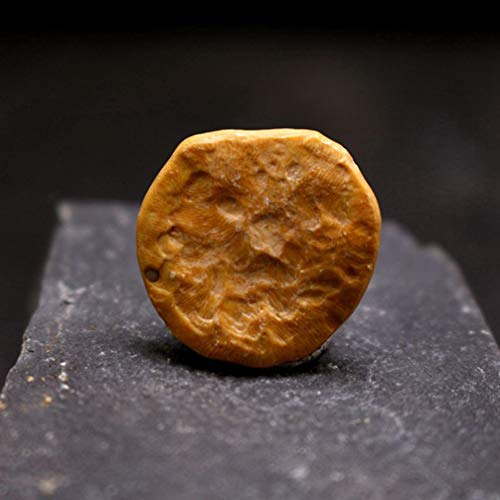 VILLCASE 4pcs Animal Fósil Egipto Nummulites Muestra de Muestra Mineral para Arqueología Geología Ciencia Aprendizaje Juguete Educativo