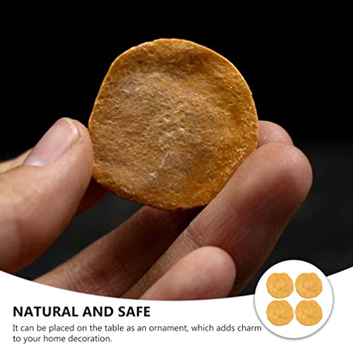 VILLCASE 4pcs Animal Fósil Egipto Nummulites Muestra de Muestra Mineral para Arqueología Geología Ciencia Aprendizaje Juguete Educativo
