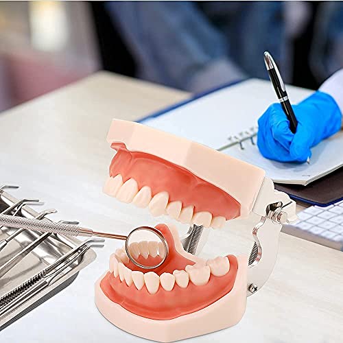 WANJIA Modelo de Dientes dentales Modelo de Boca Anatomía Terapia del Habla Modelo de Diente para enseñar Dientes de práctica de Estudiantes dentales con un Destornillador pequeño