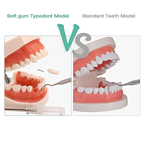 WANJIA Modelo de Dientes dentales Modelo de Boca Anatomía Terapia del Habla Modelo de Diente para enseñar Dientes de práctica de Estudiantes dentales con un Destornillador pequeño