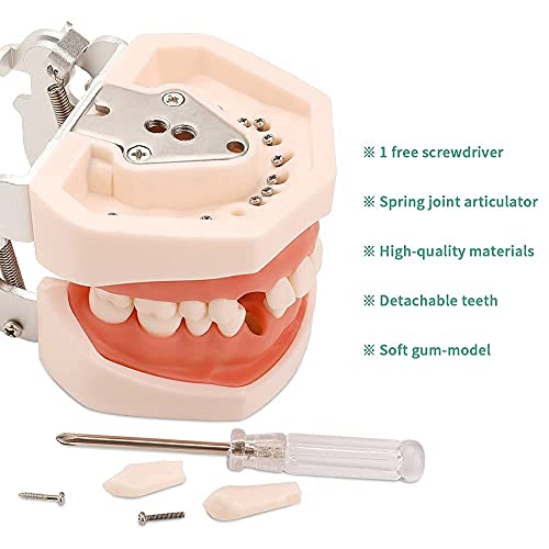 WANJIA Modelo de Dientes dentales Modelo de Boca Anatomía Terapia del Habla Modelo de Diente para enseñar Dientes de práctica de Estudiantes dentales con un Destornillador pequeño