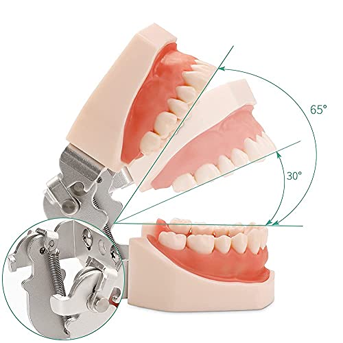 WANJIA Modelo de Dientes dentales Modelo de Boca Anatomía Terapia del Habla Modelo de Diente para enseñar Dientes de práctica de Estudiantes dentales con un Destornillador pequeño