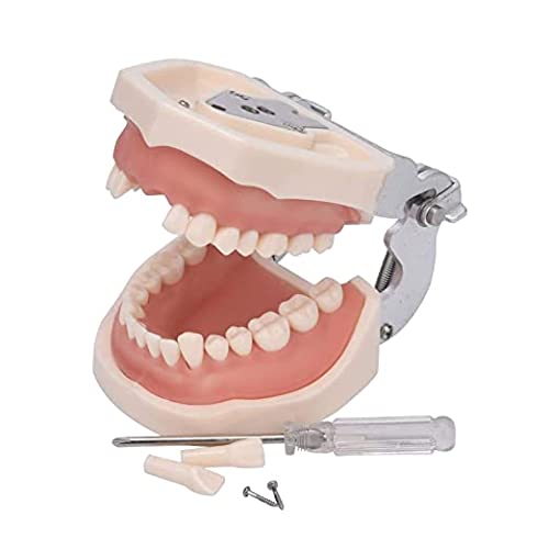 WANJIA Modelo de Dientes dentales Modelo de Boca Anatomía Terapia del Habla Modelo de Diente para enseñar Dientes de práctica de Estudiantes dentales con un Destornillador pequeño