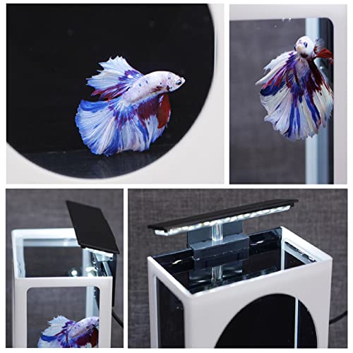 YYDSWTW Mini Acuario de Tanque de Pescado de Escritorio con LED Clip Light Semana Pantalla DE Pesca DE Pesca Oficina ECOLÓGICA Micro Tanque Ornamental PEQUETES DE Pescados