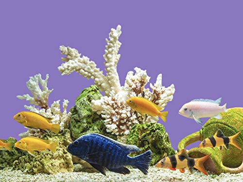 1 metro de fondo para acuario, terrario, lámina trasera autoadhesiva, corte monocolor, accesorio para póster (60 cm, lavanda)