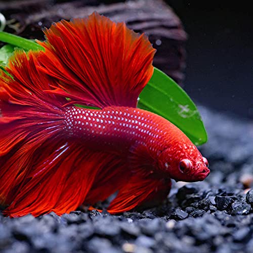 2 Piezas Camas de Betta Pequeñas Plantas Plástico Acuario Planta Acuario Pequeñas Plantas Plástico Plantas Artificiales Pecera Acuario Plantas Acuáticas Accesorios Acuario Plantas Artificiales Verde