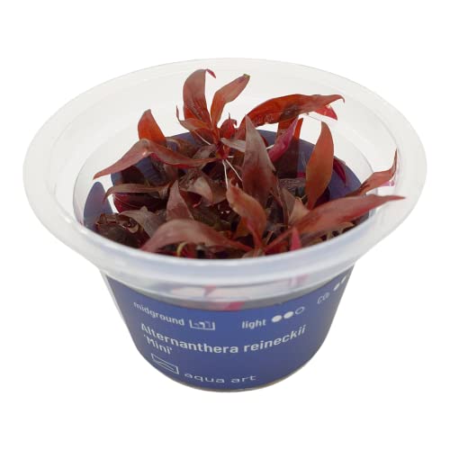 Alternanthera reineckii Mini Invitro - Maceta para acuario