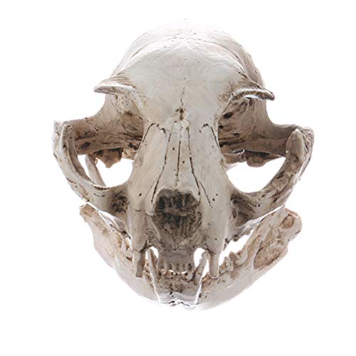 Amosfun Figura decorativa de esqueleto de animales de Halloween con diseño de calavera de gato de resina, para acuario, pecera, decoración de paisaje