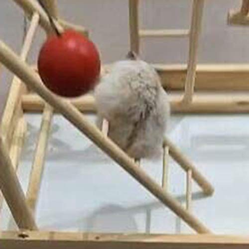 Animales Camas y lechos Reptil Casa De Madera Hamster Cueva con Oscilación De Escalera Y Escalada En Roca Combinación Set De La Rata Ratón Doméstico Ratones Nido del Juguete del Patio