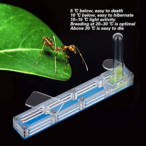 Ant Farm, Caja de AlimentacióN de Insectos, AcríLico Transparente, Nido para CríA De Hormigas, Caja de PresentacióN de Formicario Con Torre de Agua, Hidratante para Alimentar A las Hormigas (azul)