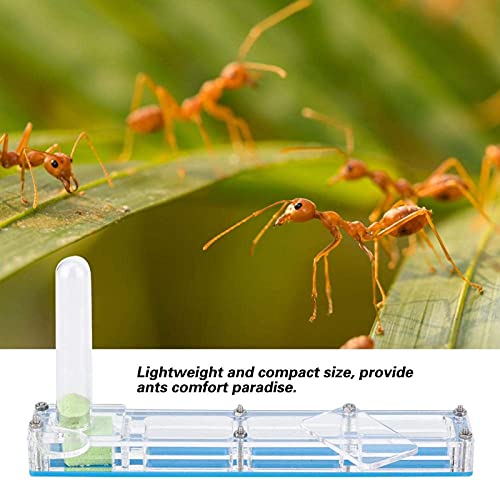 Ant Farm, Caja de AlimentacióN de Insectos, AcríLico Transparente, Nido para CríA De Hormigas, Caja de PresentacióN de Formicario Con Torre de Agua, Hidratante para Alimentar A las Hormigas (azul)