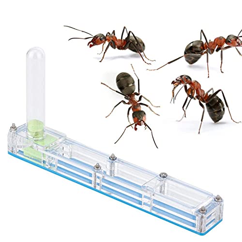 Ant Farm, Caja de AlimentacióN de Insectos, AcríLico Transparente, Nido para CríA De Hormigas, Caja de PresentacióN de Formicario Con Torre de Agua, Hidratante para Alimentar A las Hormigas (azul)