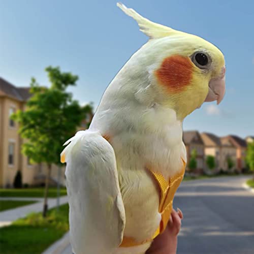 Arnés de loros ajustable para pájaros para mascotas, correa de cuerda de entrenamiento al aire libre, correa elástica antimordedura para pájaros, loros, cacatúas guacamayos (rojo, S)