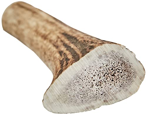 Arquivet Asta de ciervo - Mordedor ecológico para perros - Cuerno de ciervo para perros - Masticador natural perros - Asta de ciervo caída natural - L (76-150 g)