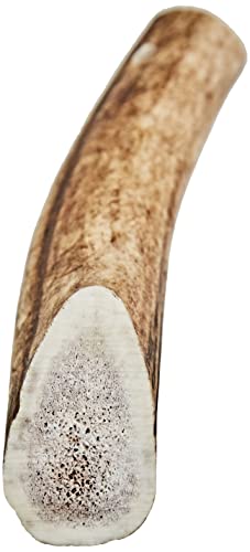 Arquivet Asta de ciervo - Mordedor ecológico para perros - Cuerno de ciervo para perros - Masticador natural perros - Asta de ciervo caída natural - L (76-150 g)