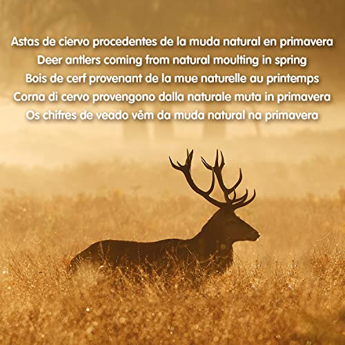 ARQUIVET Asta de Ciervo - Mordedor ecológico Perros - Cuerno de Ciervo para Perros - Masticador Natural Perros - Asta de Ciervo caída Natural -S (15-39 g)