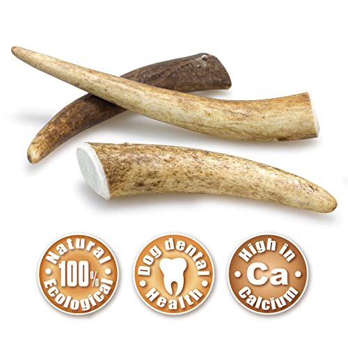 ARQUIVET Asta de Ciervo - Mordedor ecológico Perros - Cuerno de Ciervo para Perros - Masticador Natural Perros - Asta de Ciervo caída Natural -S (15-39 g)