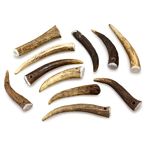 ARQUIVET Asta de Ciervo - Mordedor ecológico Perros - Cuerno de Ciervo para Perros - Masticador Natural Perros - Asta de Ciervo caída Natural -S (15-39 g)