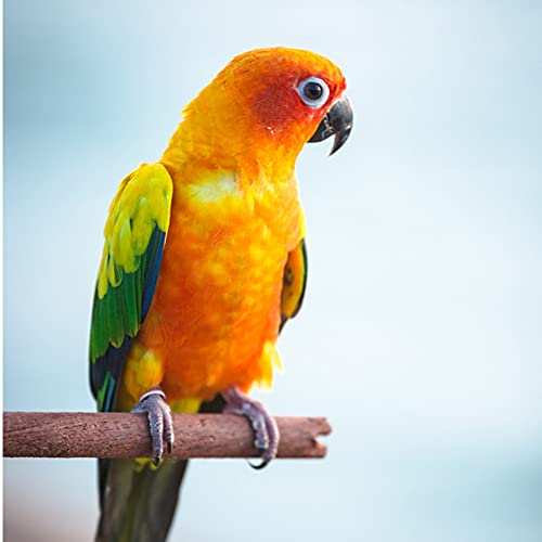 Balacoo 3 Piezas de Madera para Pájaro Percha para Loro Patas para Moler Ramas para Picotear Aves Juguete Jaula para Pájaros Accesorios para Loros Cockatiel Lovebird