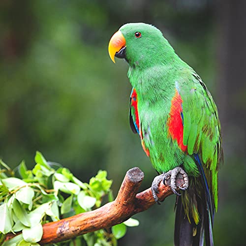 Balacoo 3 Piezas de Madera para Pájaro Percha para Loro Patas para Moler Ramas para Picotear Aves Juguete Jaula para Pájaros Accesorios para Loros Cockatiel Lovebird