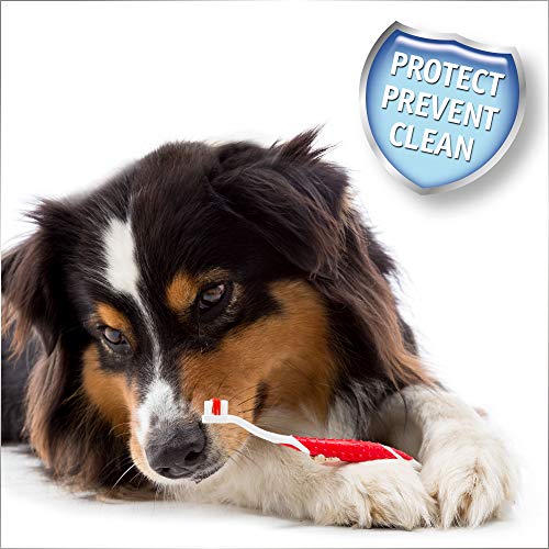 Beaphar All Size Dogs Dental Kit x 6
