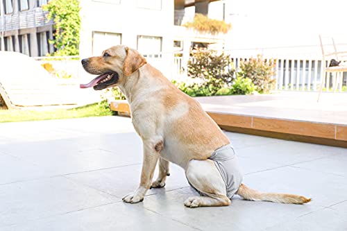 BePetMia Pañales Lavables para Perras, Calzoncillos Higiénicos para Perras en Celo, 5 Tallas de XS a XL, Apto para Todas Las Perras con Incontinencia (M: 40-55cm, Beige)