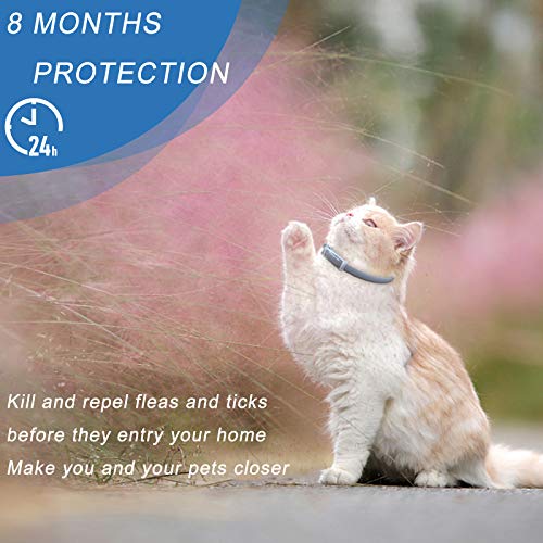 Beste Band mejor collar de garrapatas para perros y gatos pequeños, medianos y grandes, impermeable, protección contra pulgas y garrapatas natural Protección eficaz contra las pulgas (para perros)