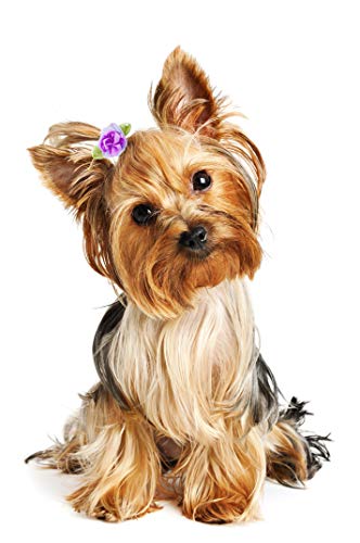 BIPY Lazos para el pelo de perro, flores con bandas de goma, accesorios de aseo para mascotas, gatos, cachorros, varios colores, paquete de 20