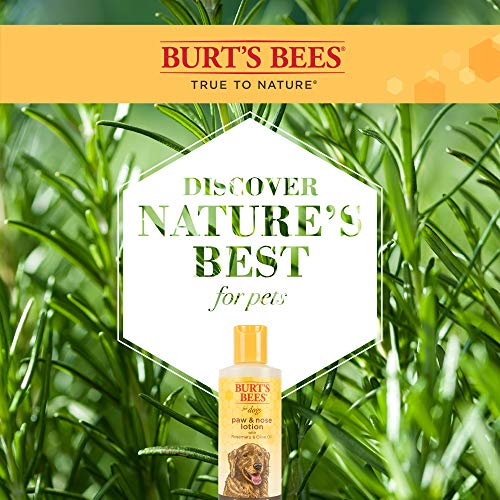 Burt's Bees For Dogs Paw & Nose Lotion by