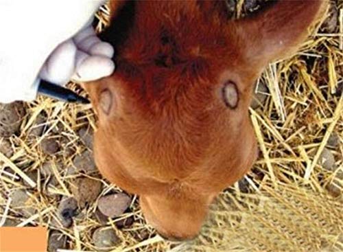 Cabeza de ganado descornador rifle de aire de tipo Fast Calefacción ovejas sin sangre animal Cabeza de tipo pistola Farm Supplies vaca Herramientas Apto para mascotas