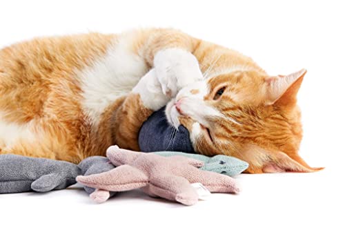 Caja de regalo de peluche para gatos | 1 juego de 3 juguetes | Mascota hecha a mano con estrella de mar + pescado + caballito de mar | Tejido acolchado con casquillos de trigo sarraceno