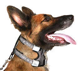 Cesar Millan, Collares de Perro, Pack Leader Collar, Azul (Grande)