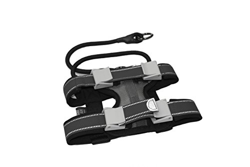 Cesar Millan, Collares de Perro, Pack Leader Collar, Azul (Grande)