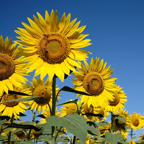 CHTING 100 Piezas Semillas De Girasol Bajo Mantenimiento Fácil De Sobrevivir Decoraciones Exóticas Esenciales Decoraciones De Bricolaje Traen A Las Personas De Buen Humor Por Un Día