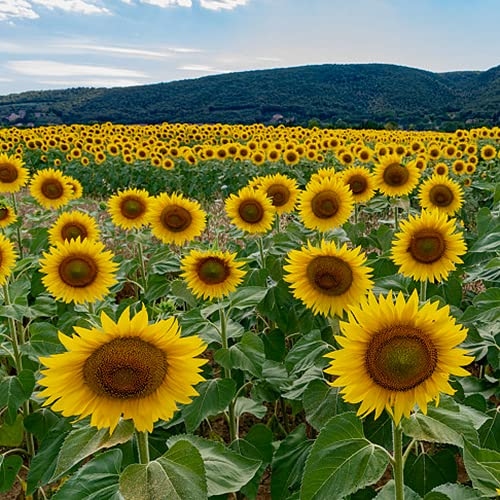 CHTING 100 Piezas Semillas De Girasol Bajo Mantenimiento Fácil De Sobrevivir Decoraciones Exóticas Esenciales Decoraciones De Bricolaje Traen A Las Personas De Buen Humor Por Un Día