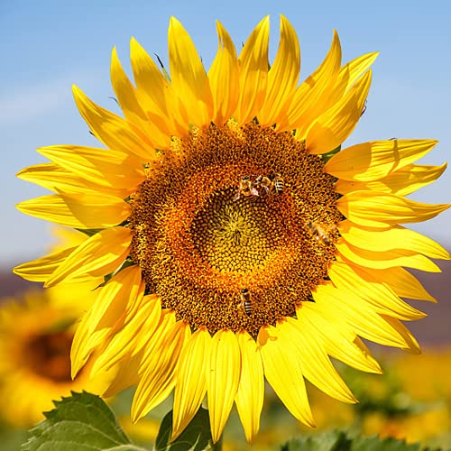 CHTING 100 Piezas Semillas De Girasol Bajo Mantenimiento Fácil De Sobrevivir Decoraciones Exóticas Esenciales Decoraciones De Bricolaje Traen A Las Personas De Buen Humor Por Un Día