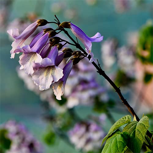 CHTING 30pcs Semillas De Paulownia Son Altamente Adaptables, Una Especie De árbol De Rápido Crecimiento Y Suministros De Jardín Ideales Para Paisajismo Y Diseño De Bonsái